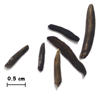 ergot